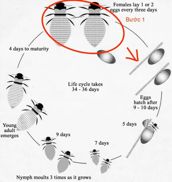 แผนภูมิที่อัปโหลด